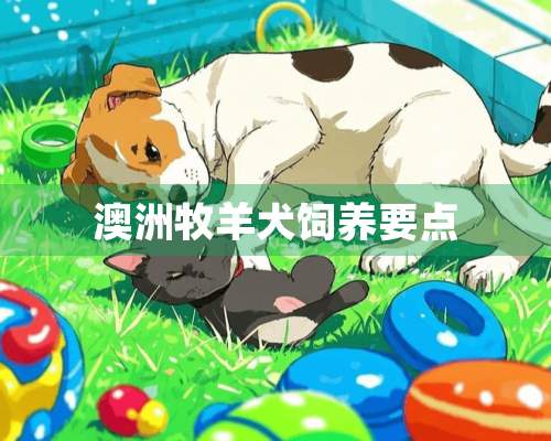 澳洲牧羊犬饲养要点