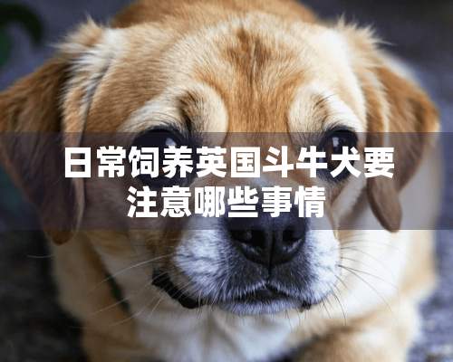 日常饲养英国斗牛犬要注意哪些事情