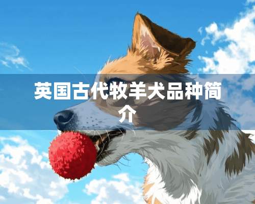 英国古代牧羊犬品种简介