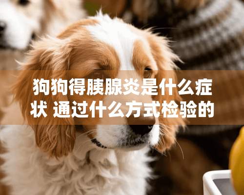 狗狗得胰腺炎是什么症状 通过什么方式检验的出来