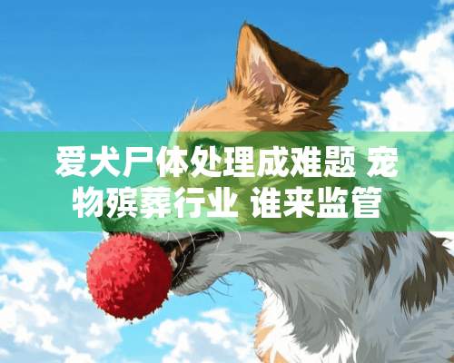 爱犬尸体处理成难题 宠物殡葬行业 谁来监管