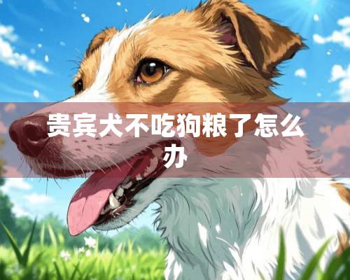 贵宾犬不吃狗粮了怎么办