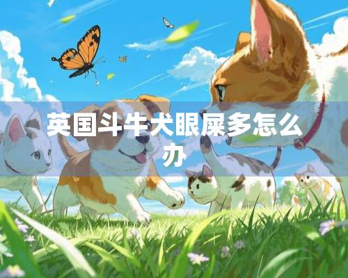 英国斗牛犬眼屎多怎么办