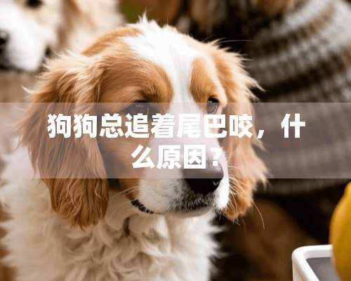 狗狗总追着尾巴咬，什么原因？