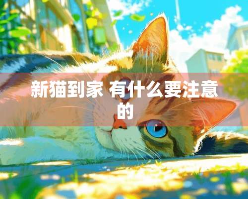 新猫到家 有什么要注意的