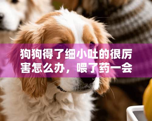 狗狗得了细小吐的很厉害怎么办，喂了药一会就吐