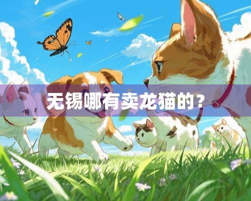 无锡哪有卖龙猫的？