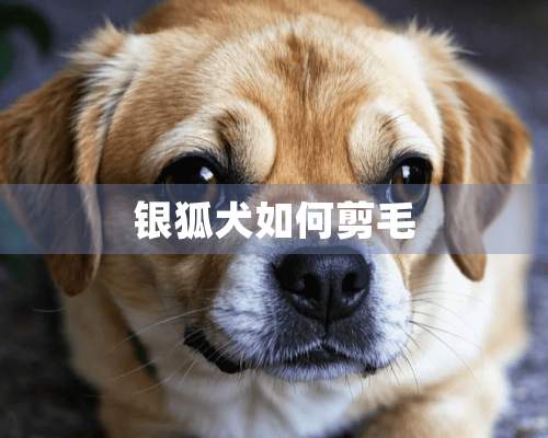 银狐犬如何剪毛