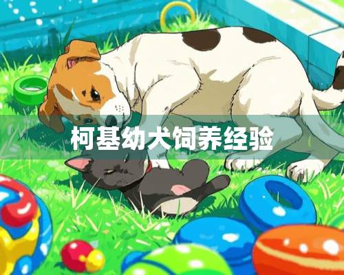 柯基幼犬饲养经验