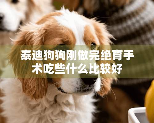 泰迪狗狗刚做完绝育手术吃些什么比较好