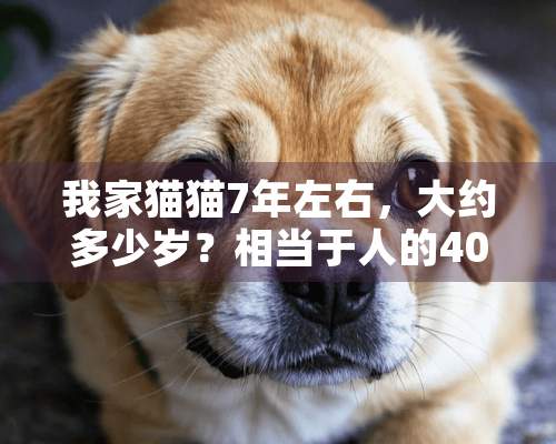 我家猫猫7年左右，大约多少岁？相当于人的40岁吗？