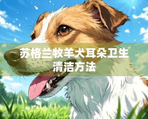 苏格兰牧羊犬耳朵卫生清洁方法