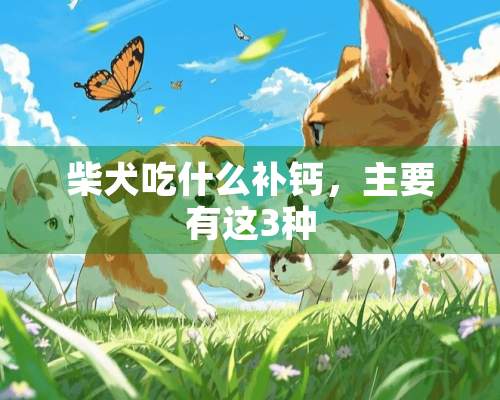 柴犬吃什么补钙，主要有这3种