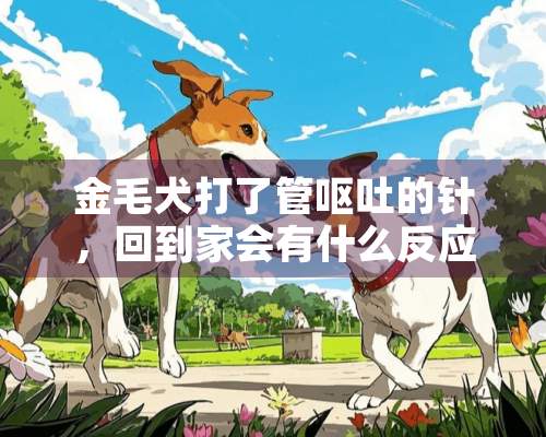 金毛犬打了管呕吐的针，回到家会有什么反应