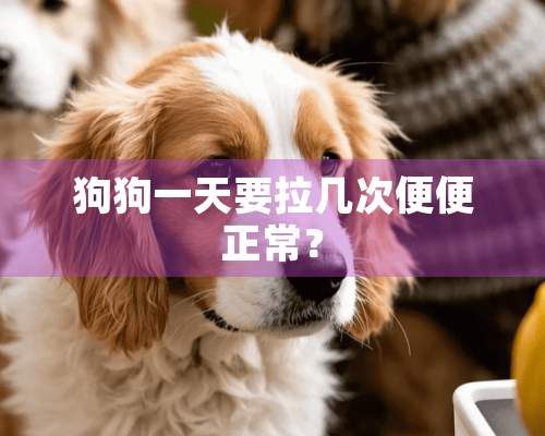 狗狗一天要拉几次便便正常？