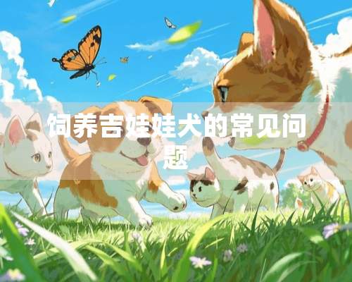 饲养吉娃娃犬的常见问题