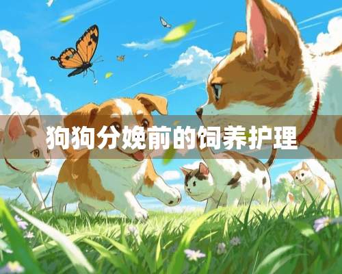 狗狗分娩前的饲养护理