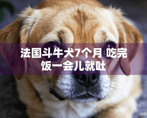 法国斗牛犬7个月 吃完饭一会儿就吐