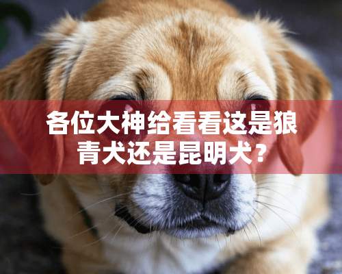 各位大神给看看这是狼青犬还是昆明犬？