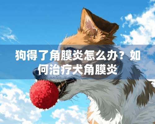 狗得了角膜炎怎么办？如何治疗犬角膜炎