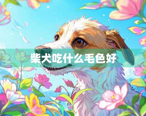 柴犬吃什么毛色好