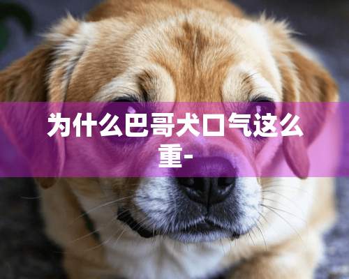 为什么巴哥犬口气这么重-