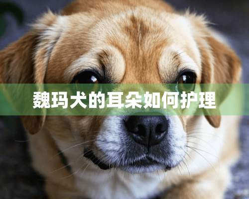 魏玛犬的耳朵如何护理