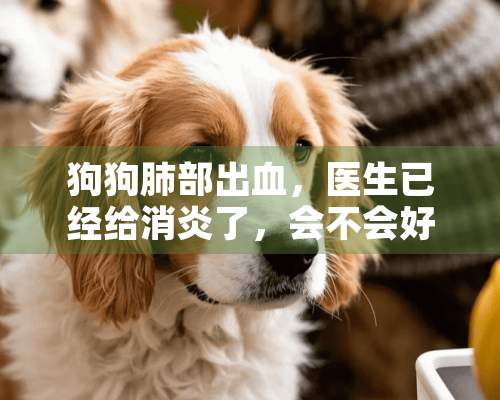 狗狗肺部出血，医生已经给消炎了，会不会好啊