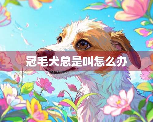 冠毛犬总是叫怎么办