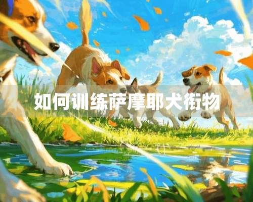 如何训练萨摩耶犬衔物