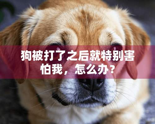 狗被打了之后就特别害怕我，怎么办？