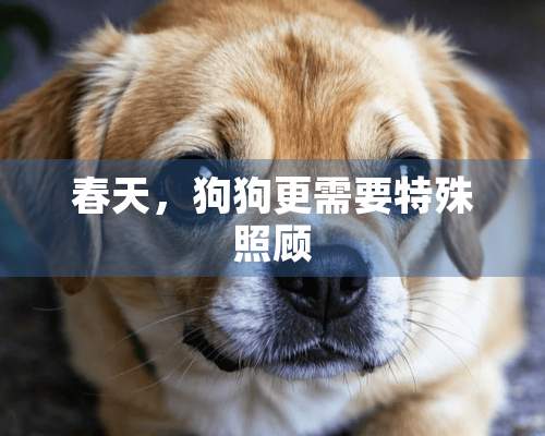 春天，狗狗更需要特殊照顾