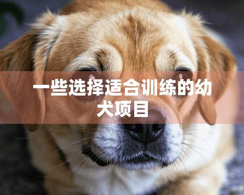 一些选择适合训练的幼犬项目