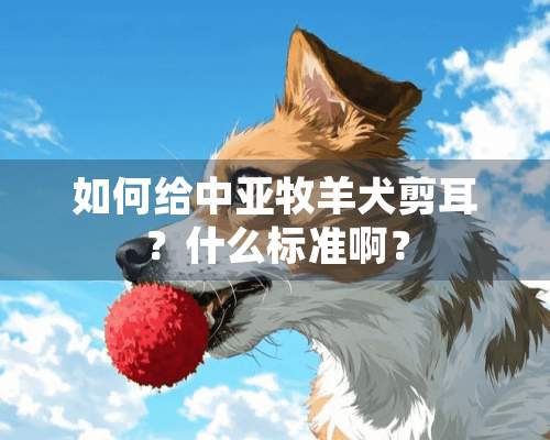 如何给中亚牧羊犬剪耳？什么标准啊？