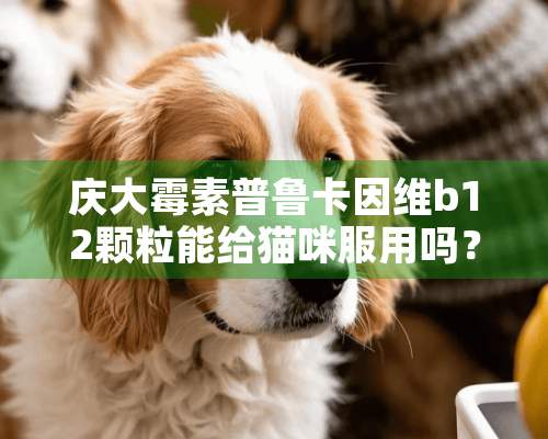 庆大霉素普鲁卡因维b12颗粒能给猫咪服用吗？