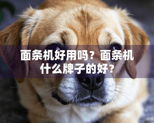 面条机好用吗？面条机什么牌子的好？