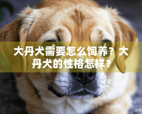 大丹犬需要怎么饲养？大丹犬的性格怎样？