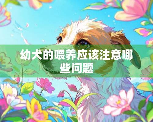 幼犬的喂养应该注意哪些问题