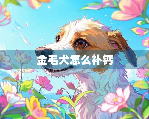 金毛犬怎么补钙