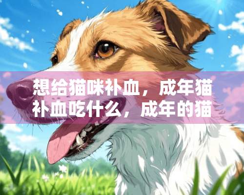 想给猫咪补血，成年猫补血吃什么，成年的猫咪补血吃啥