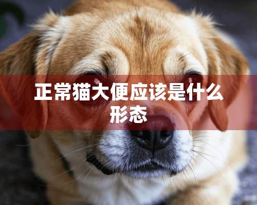 正常猫大便应该是什么形态