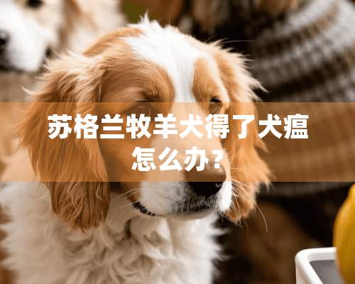 苏格兰牧羊犬得了犬瘟怎么办？