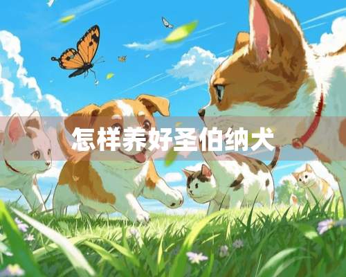 怎样养好圣伯纳犬