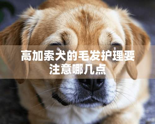 高加索犬的毛发护理要注意哪几点