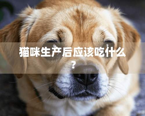 猫咪生产后应该吃什么？