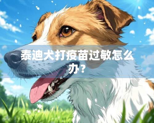 泰迪犬打**过敏怎么办？