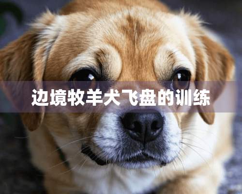 边境牧羊犬飞盘的训练