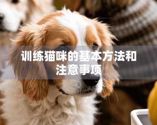 训练猫咪的基本方法和注意事项