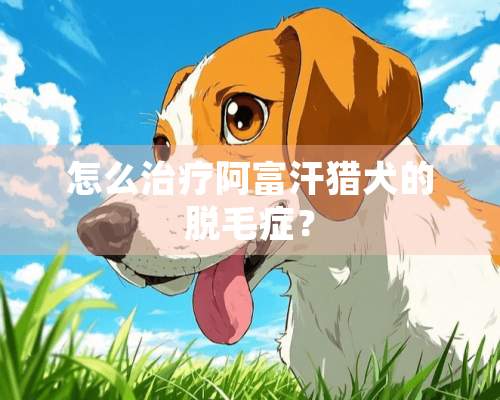 怎么治疗阿富汗猎犬的脱毛症？