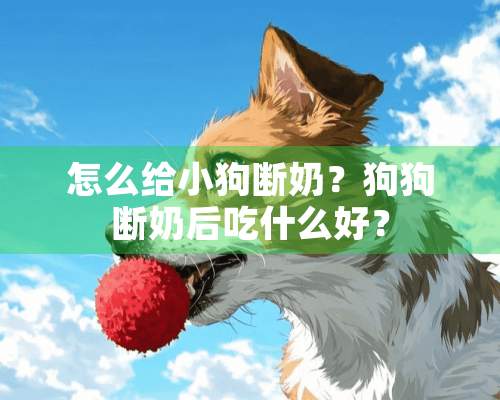 怎么给小狗断奶？狗狗断奶后吃什么好？